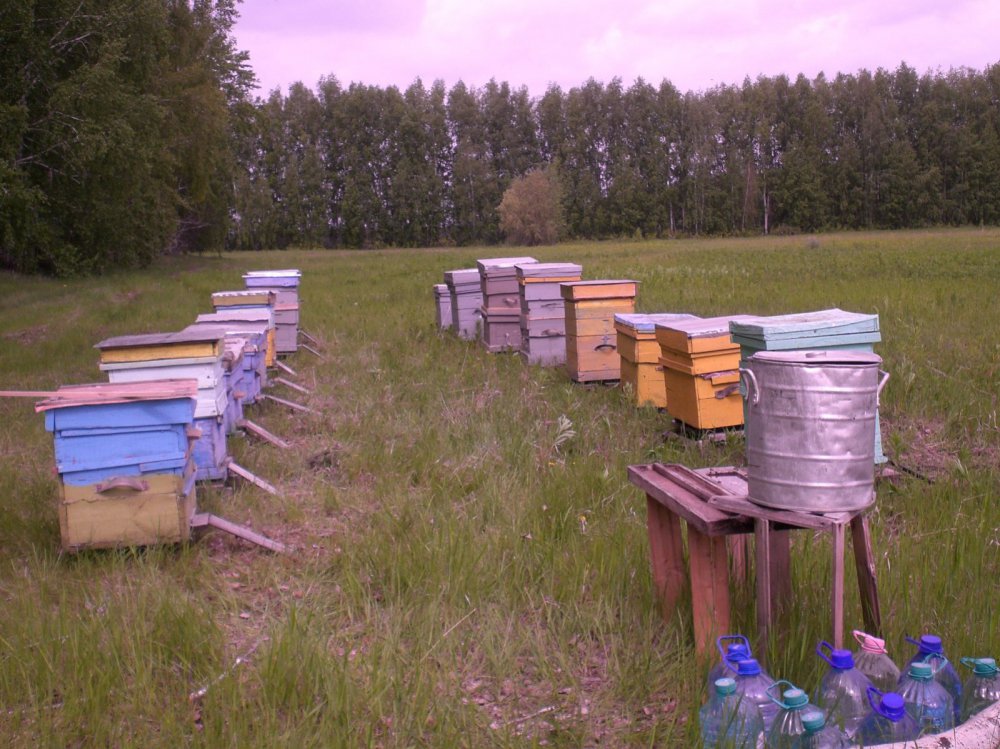 пасека