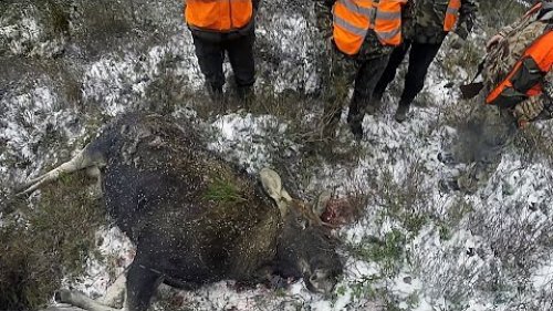 Охота загонная на лосей и кабанов часть 1