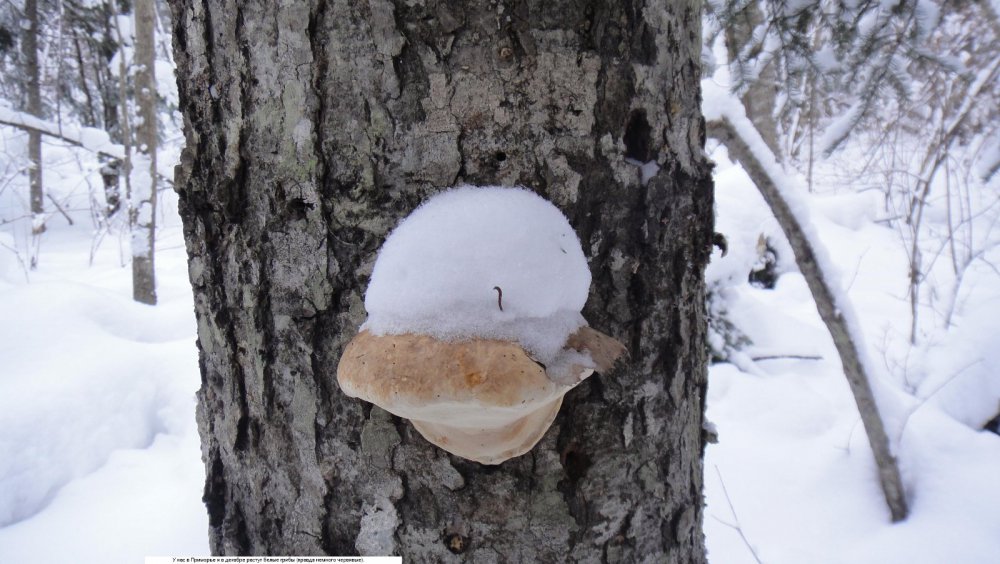 В Приморье белые грибы растут и зимой.