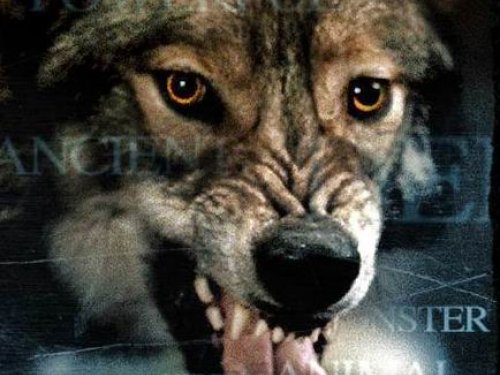 Регулирование численности волка