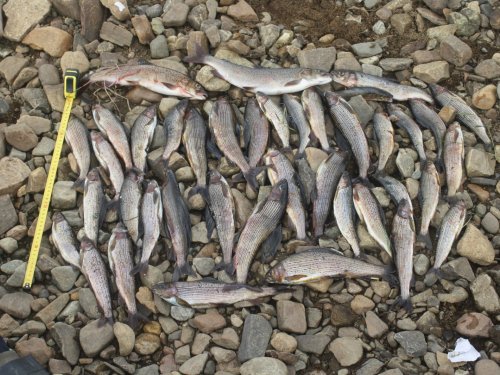 Рыбалка на Алдано-Учурском хребте (Якутия)