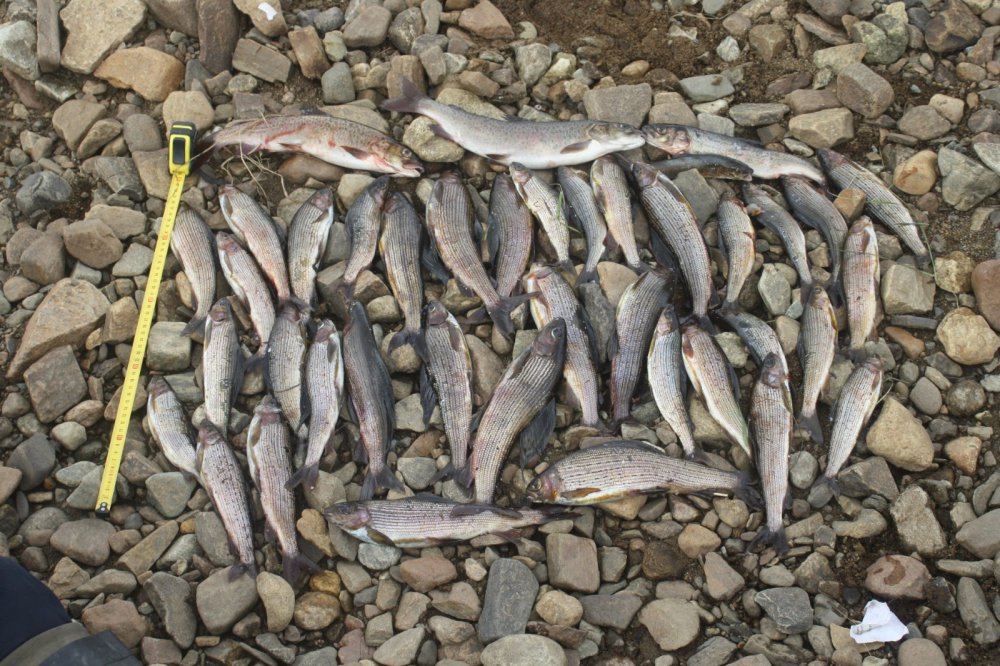 Рыбалка на Алдано-Учурском хребте (Якутия)