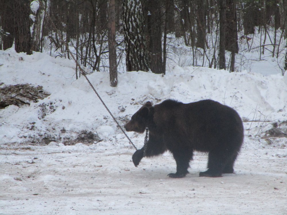 Миша -в ожидание.с. Кубовое 21.02.15
