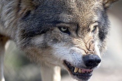 Увеличение добычи волков не уменьшило нанесенного ими ущерба