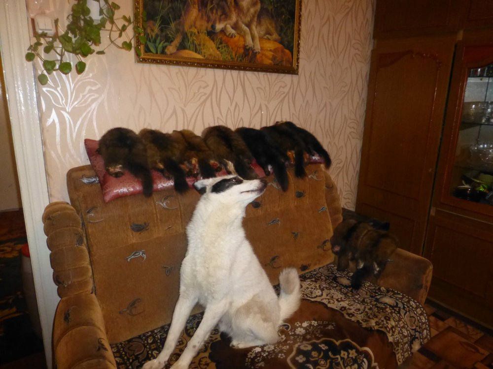 Барс.