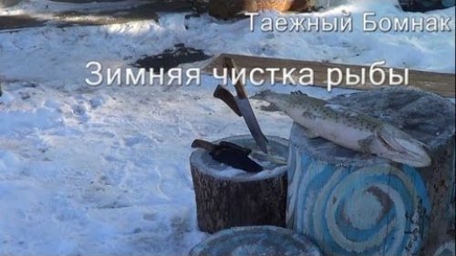Как почистить замёрзшую рыбу. Эвенкийский способ.