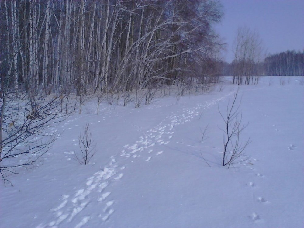 косули натоптали