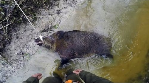 Классическая загонная охота на кабана