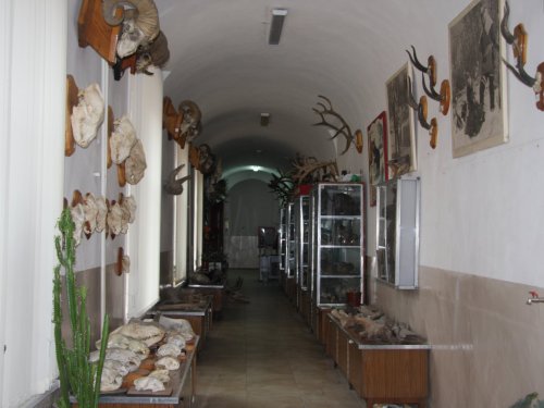 Музей охотфака в Иркутске