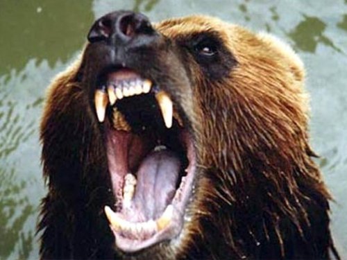 В Томской области разрешили промысловую охоту на северного оленя, медведя и рябчика