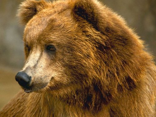 В Тегульдетском районе застрелили первого медведя