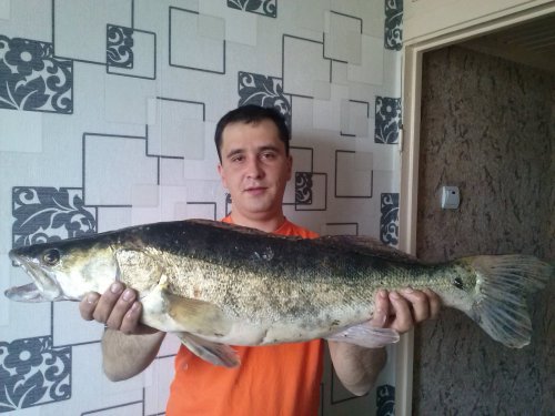судак
