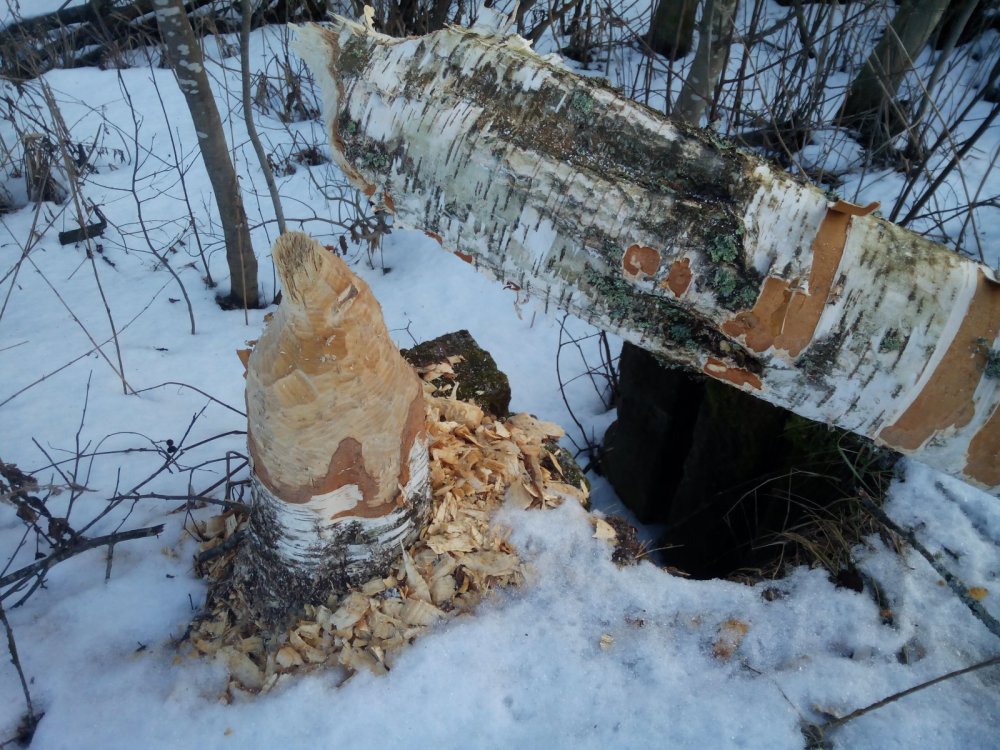 Бобровый труд