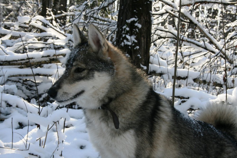 Алдашка