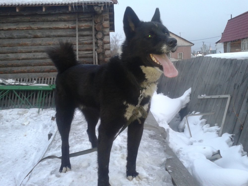Мой помощник
