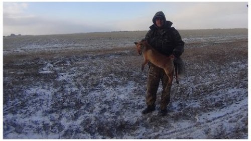 ОТКРЫТИЕ ЗИМНЕГО СЕЗОНА ОХОТЫ 2014-2015. Лис вышел на номер.