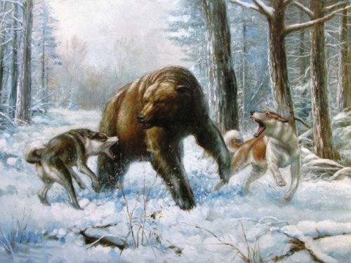 Охота на бурого медведя