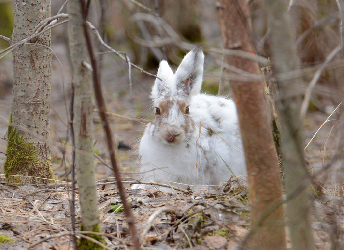 Фотоохота или охота на зайца-беляка весной / Сибирский охотник
