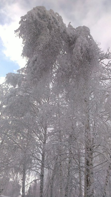 Снежок