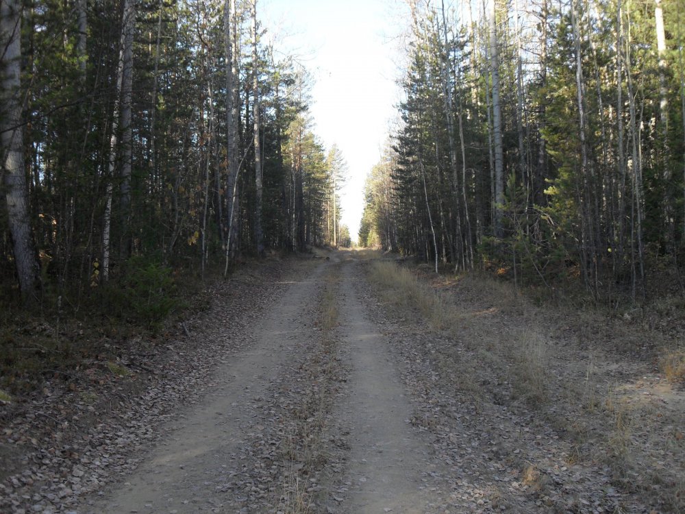 Осенний лес