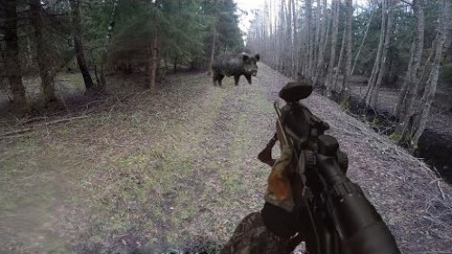 Удачное закрытие сезона загонной охоты