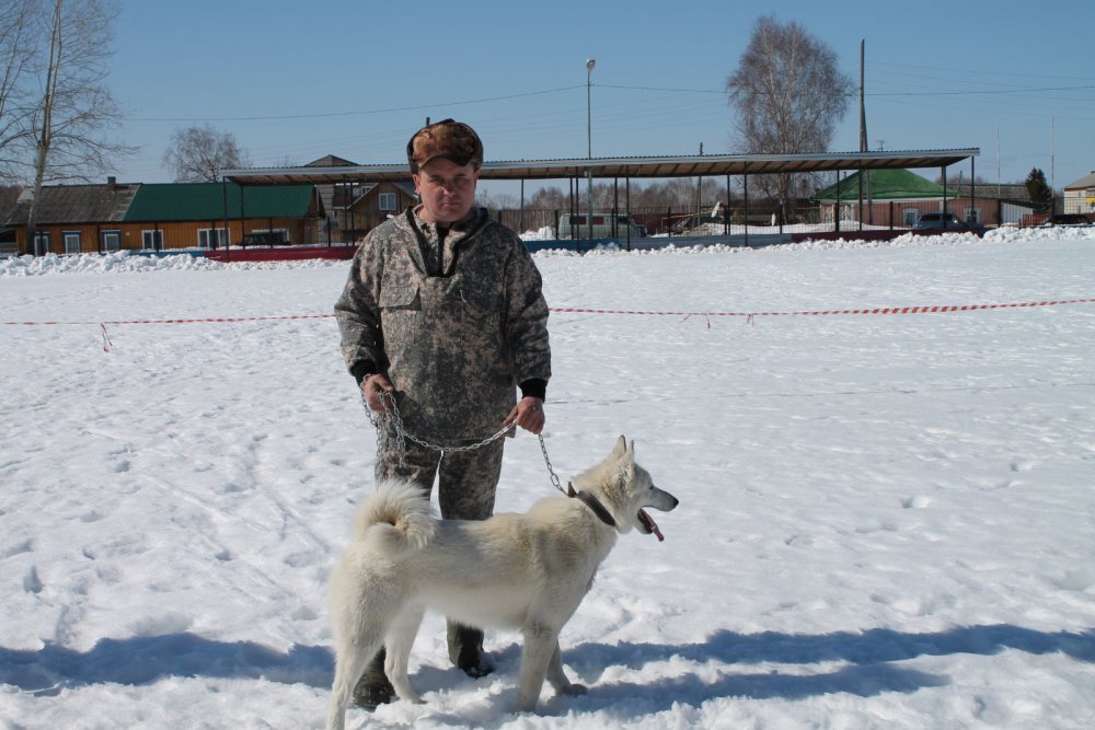 4 - я Молчановская межрайонная выставка охотничьих собак .