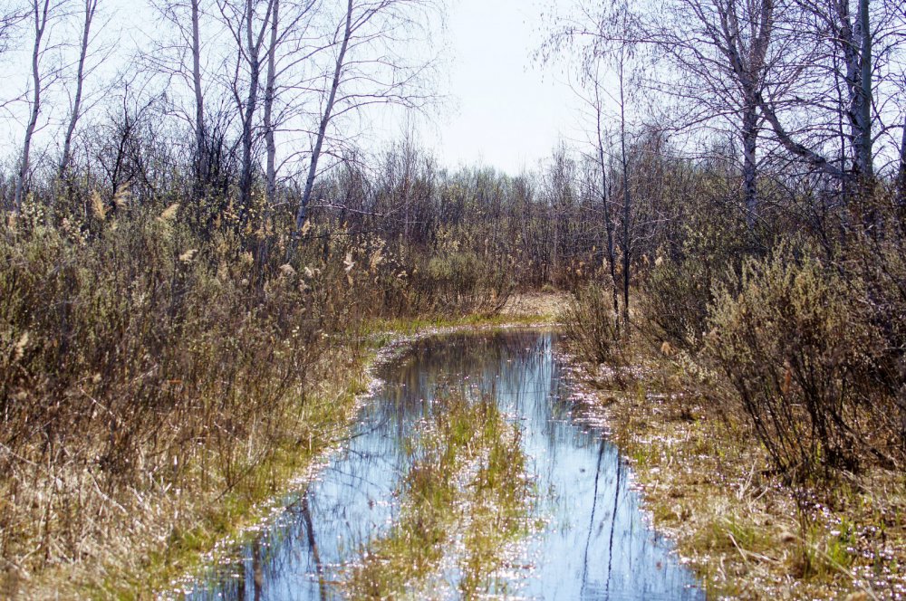 Лесное зеркало.