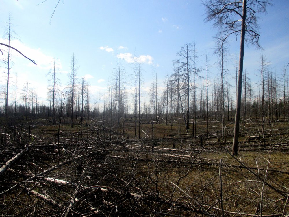 Сосняк 2 года после пожара