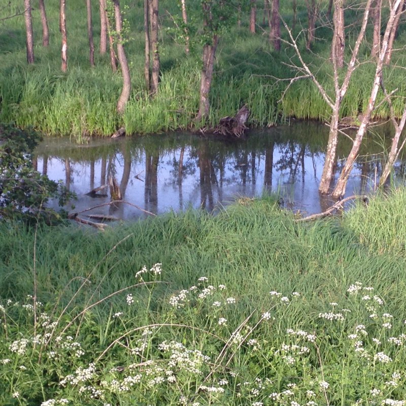 Бобровое эльдорадо.