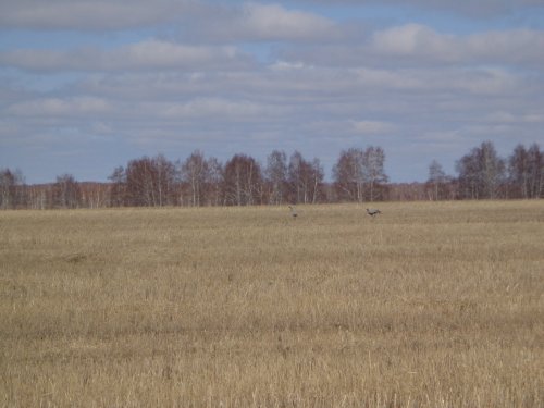 Журавлики.