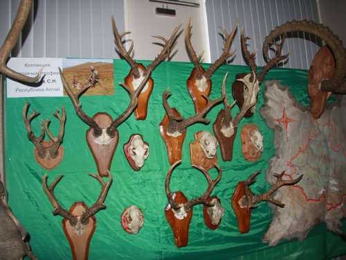 Выставка охотничьих трофеев, Барнаул, 15 мая 2015
