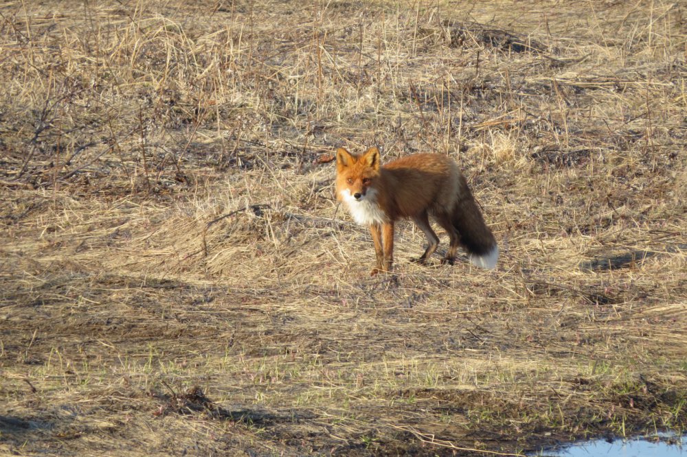 Вечерком