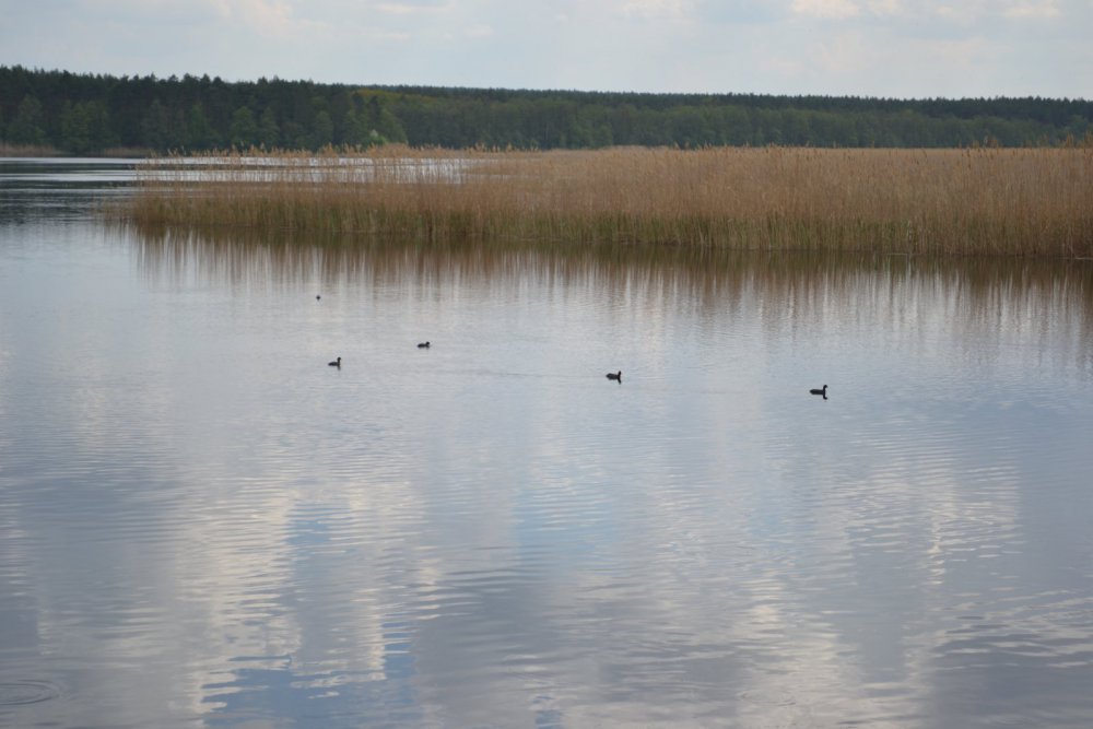 Лысухи.