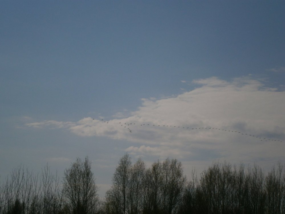 летят 2