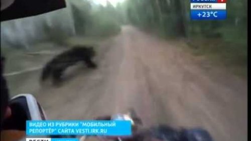 Медведь разгуливает по дорогам Шелеховского района, "Вести-Иркутск"