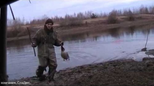 Весенняя охота на селезня с подсадной уткой.10.