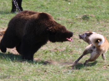 Выставка охотничьих собак: С лайкой - на медведя