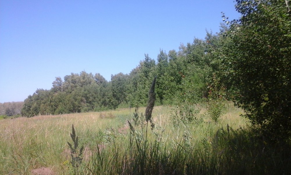 ягодные места