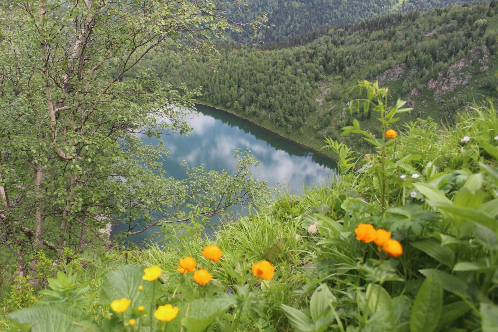 Главное алтайский край. Алтай Барнаул природа. Смоленский район природа Алтая. Природы родного края Алтайский край. Природа Алтайский край в 60.