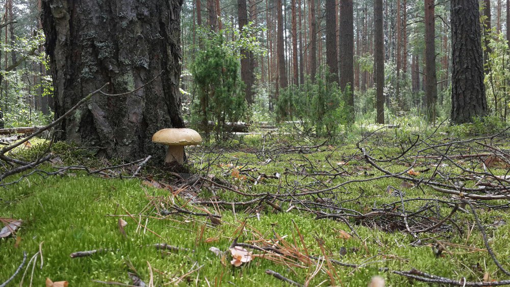 Гриб.