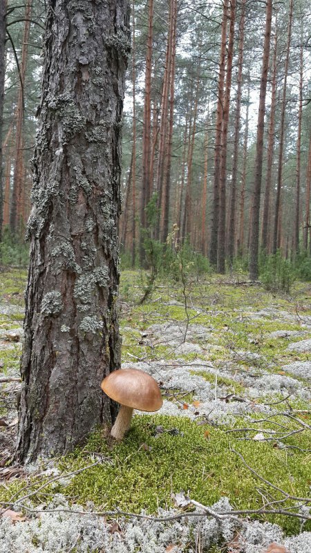 Гриб.
