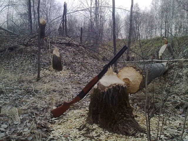 Бобриный угол.