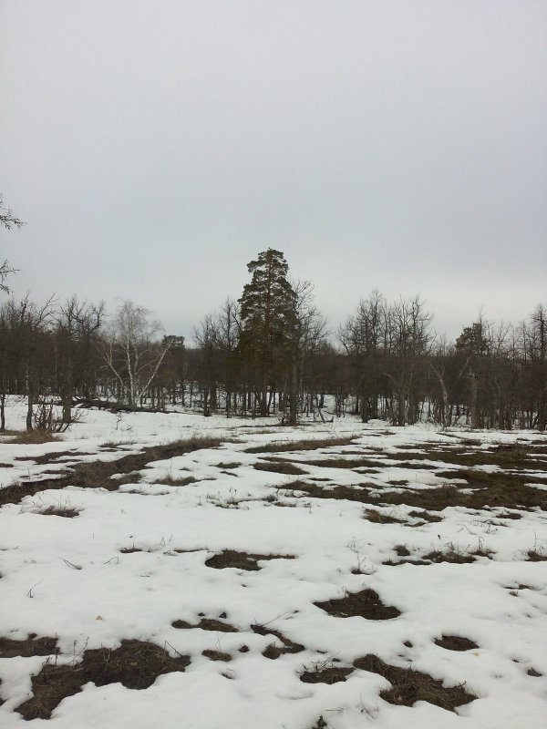 весна в лесу