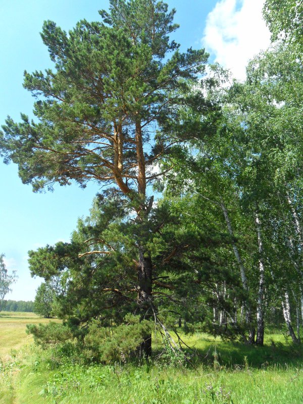сосна