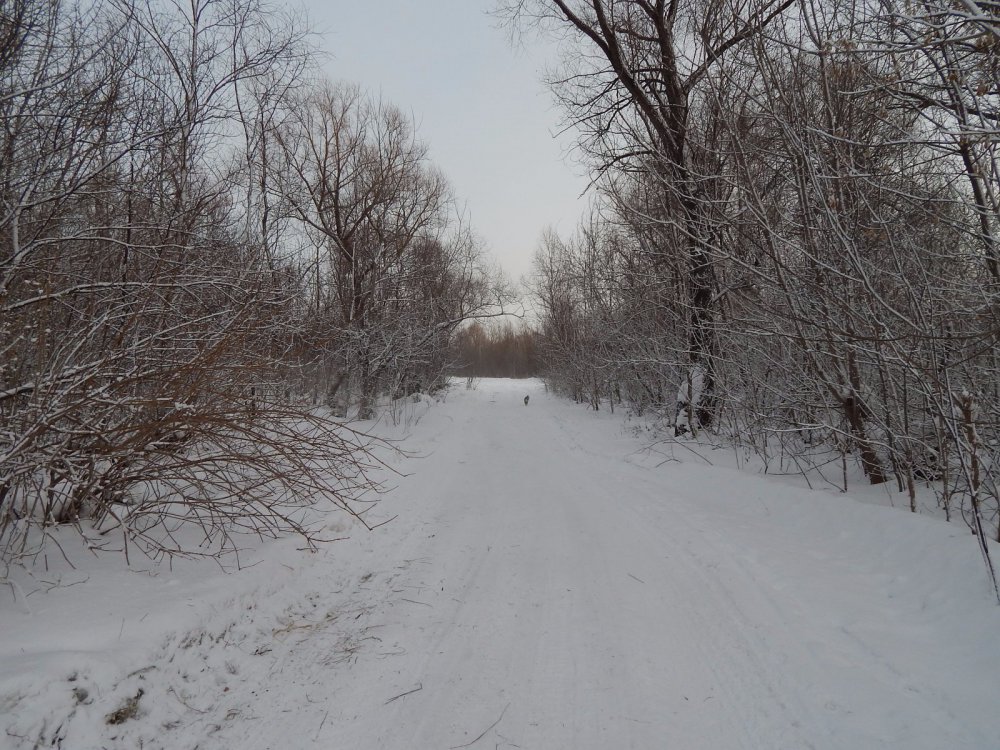 Снежная дорога