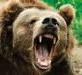Охоту на медведей в Томской области продлили