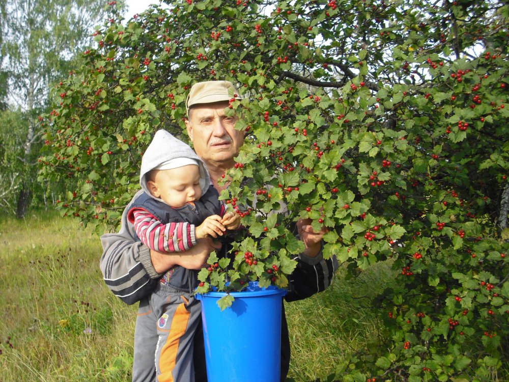 С внуком в лесу - дикую ягоду беру!