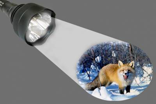 Охота на лису с фонарем
