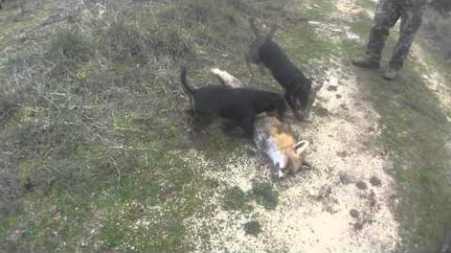 Fox hunting dog reward