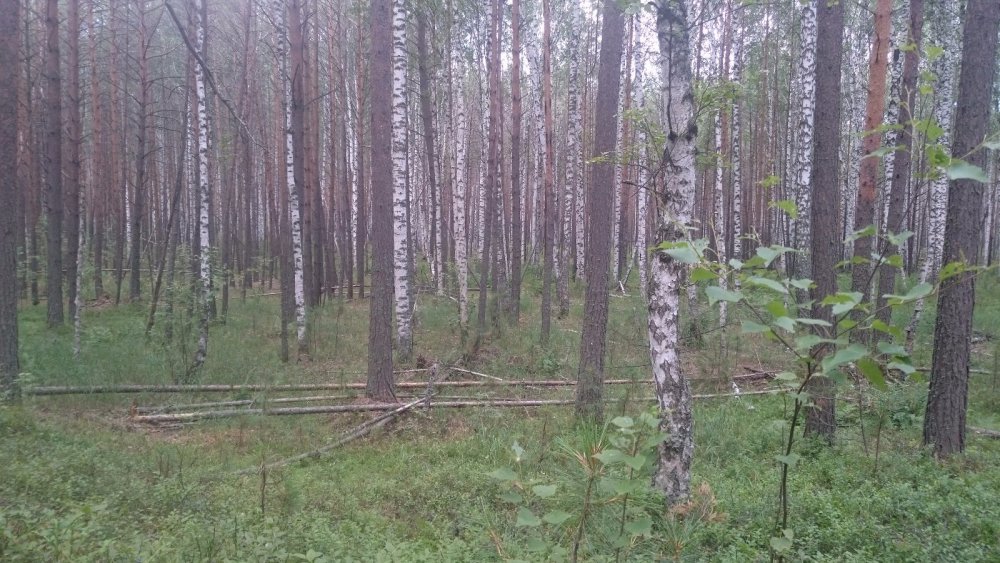 Просто снимок
